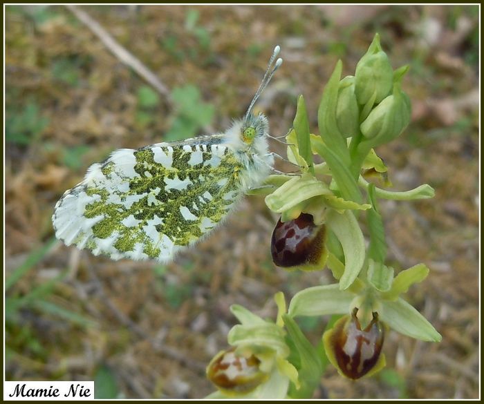 Anthocharis cardamines - Aurore printanière femelle